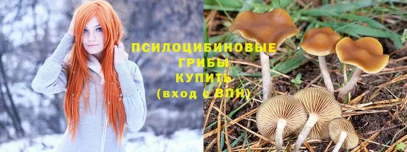 купить наркоту  Аргун  Псилоцибиновые грибы Psilocybe 